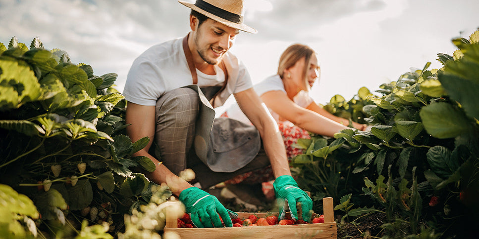 Picking Fruit In Season For Summer