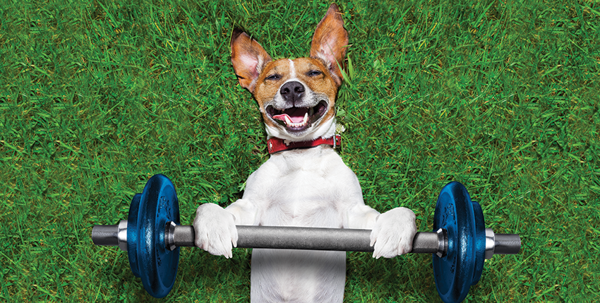 10 Ways to Work Out with Your Dog